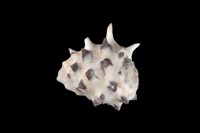 藏品(黃齒岩螺)的圖片